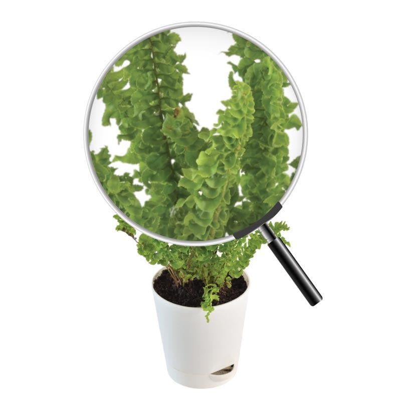 Buy Ugaoo Fern Emina Plant Live Plants from Vaaree