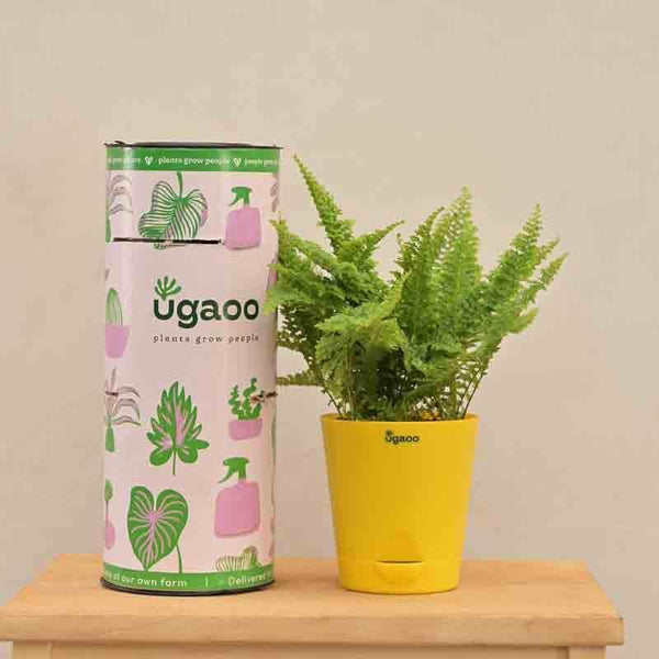 Buy Ugaoo Fern Morpankhi Plant Live Plants from Vaaree