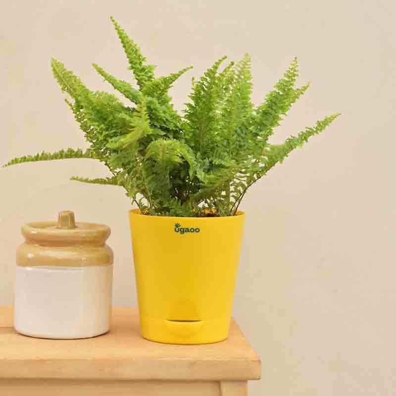 Buy Ugaoo Fern Morpankhi Plant Live Plants from Vaaree