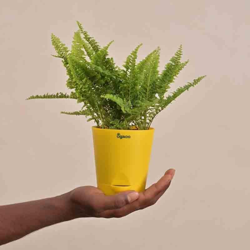 Buy Ugaoo Fern Morpankhi Plant Live Plants from Vaaree