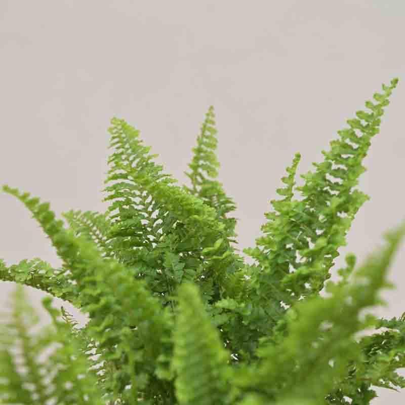 Buy Ugaoo Fern Morpankhi Plant Live Plants from Vaaree