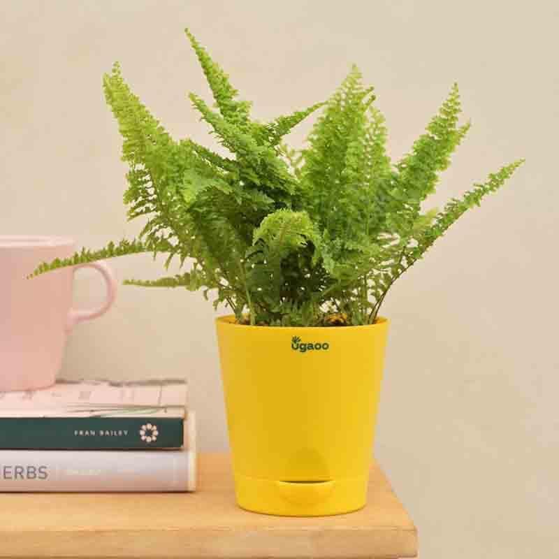 Buy Ugaoo Fern Morpankhi Plant Live Plants from Vaaree