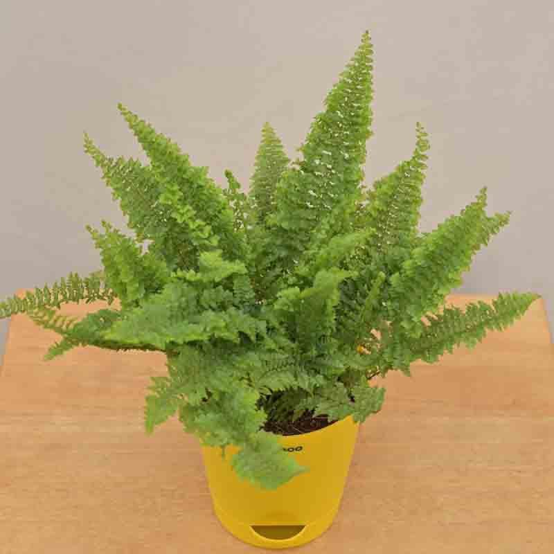 Buy Ugaoo Fern Morpankhi Plant Live Plants from Vaaree