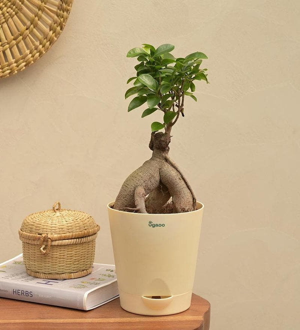 Buy Ugaoo Ficus Bonsai Plant Live Plants from Vaaree