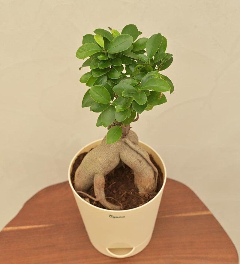 Buy Ugaoo Ficus Bonsai Plant Live Plants from Vaaree