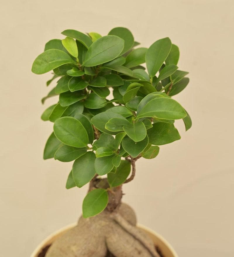 Buy Ugaoo Ficus Bonsai Plant Live Plants from Vaaree