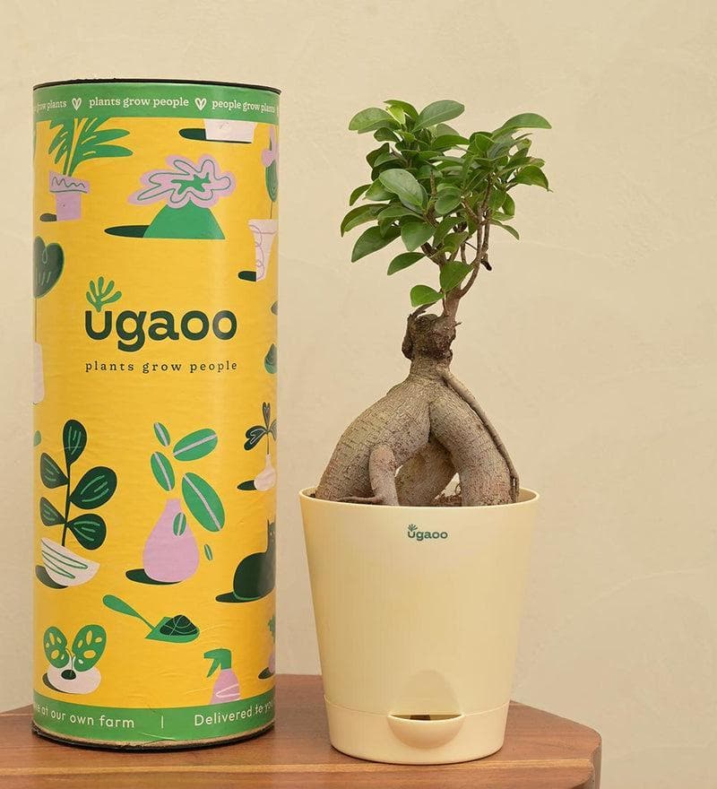 Buy Ugaoo Ficus Bonsai Plant Live Plants from Vaaree