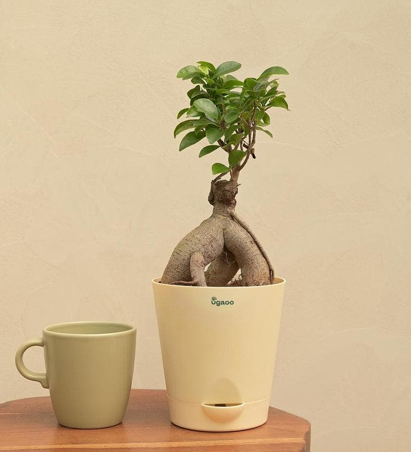 Buy Ugaoo Ficus Bonsai Plant Live Plants from Vaaree