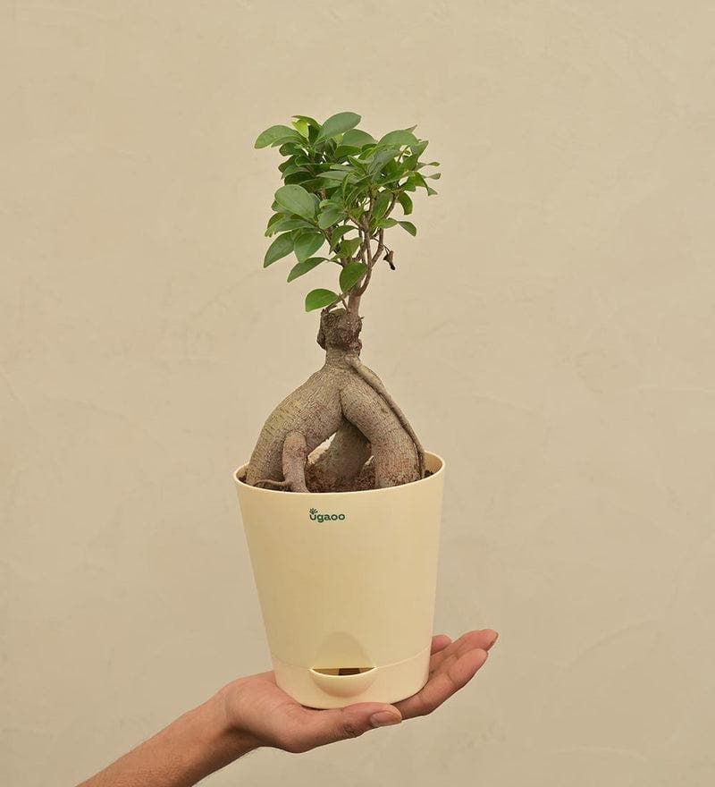 Buy Ugaoo Ficus Bonsai Plant Live Plants from Vaaree