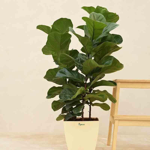 Buy Live Plants - Ugaoo Ficus Lyrata Bambino Plant-XL at Vaaree online