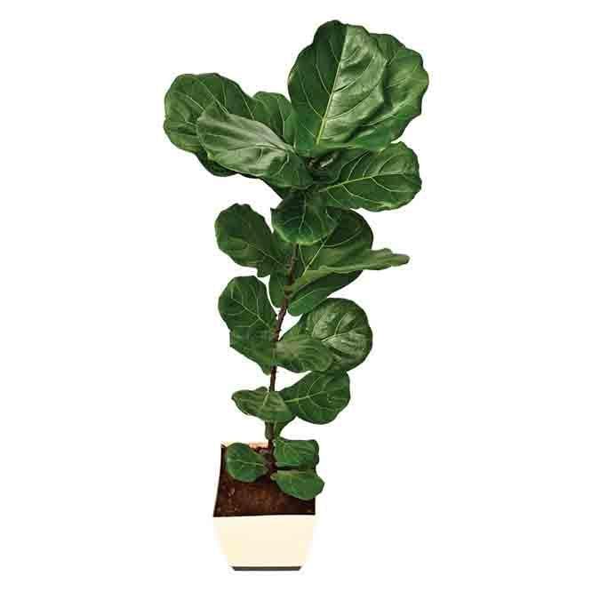 Buy Ugaoo Ficus Lyrata Plant(Fiddle Leaf Fig) - XL Live Plants from Vaaree