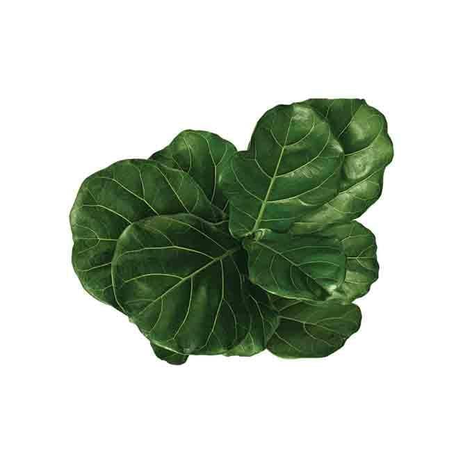 Buy Ugaoo Ficus Lyrata Plant(Fiddle Leaf Fig) - XL Live Plants from Vaaree