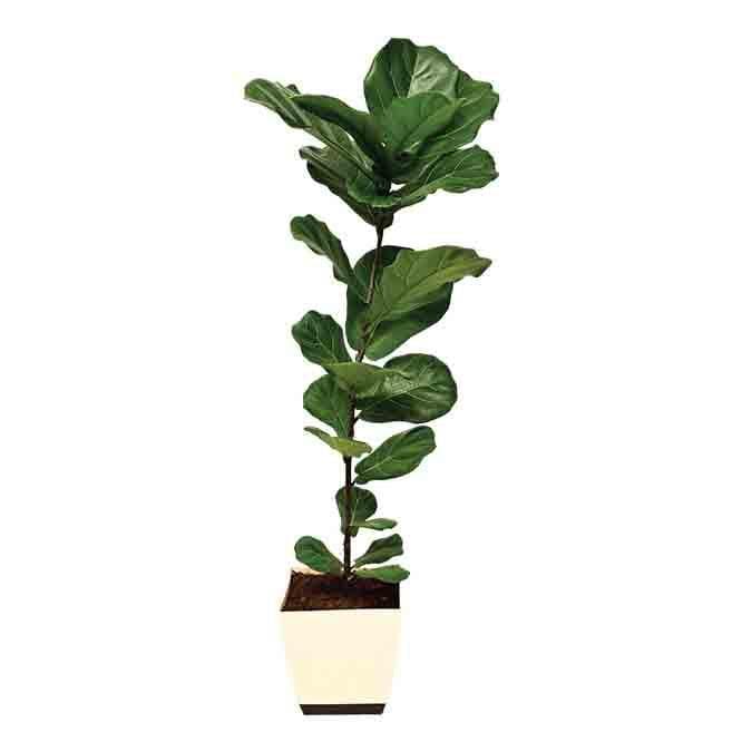 Buy Ugaoo Ficus Lyrata Plant(Fiddle Leaf Fig) - XL Live Plants from Vaaree