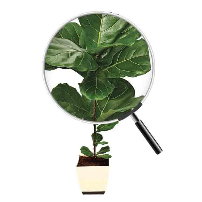 Buy Ugaoo Ficus Lyrata Plant(Fiddle Leaf Fig) - XL Live Plants from Vaaree