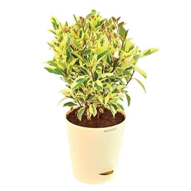 Buy Ugaoo Ficus Prestige - Medium Live Plants from Vaaree