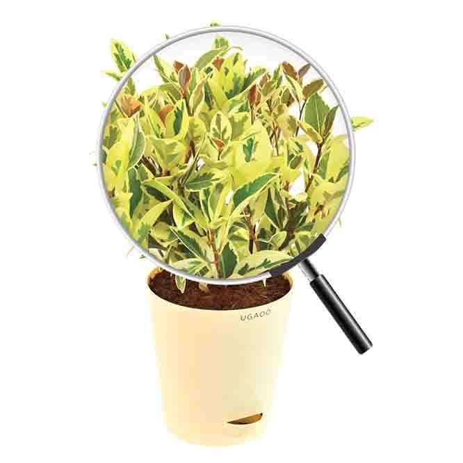 Buy Ugaoo Ficus Prestige - Medium Live Plants from Vaaree