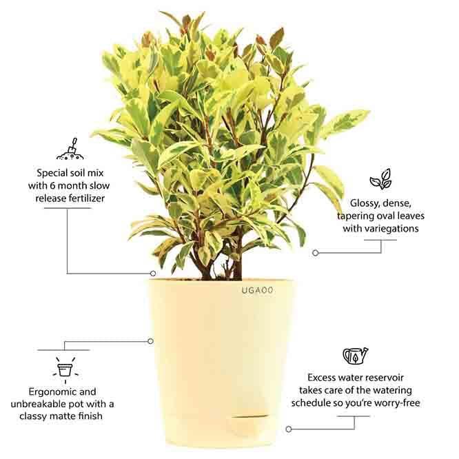 Buy Ugaoo Ficus Prestige - Medium Live Plants from Vaaree