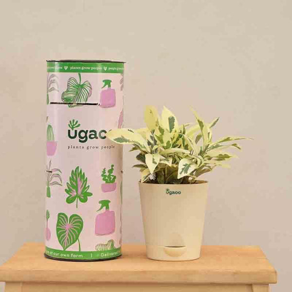 Buy Ugaoo Ficus Prestige Plant Live Plants from Vaaree