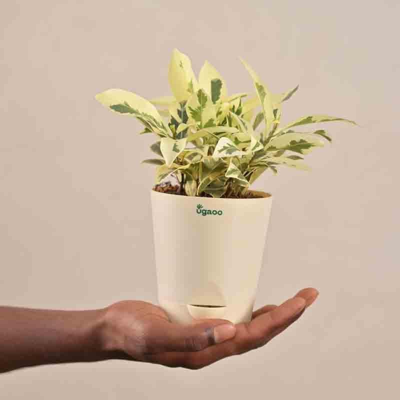 Buy Ugaoo Ficus Prestige Plant Live Plants from Vaaree