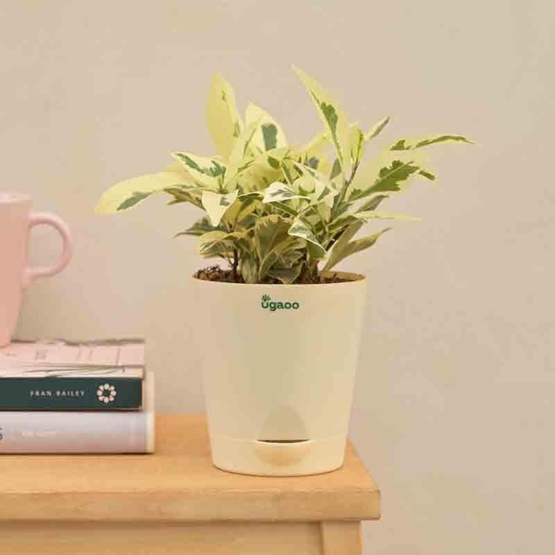 Buy Ugaoo Ficus Prestige Plant Live Plants from Vaaree