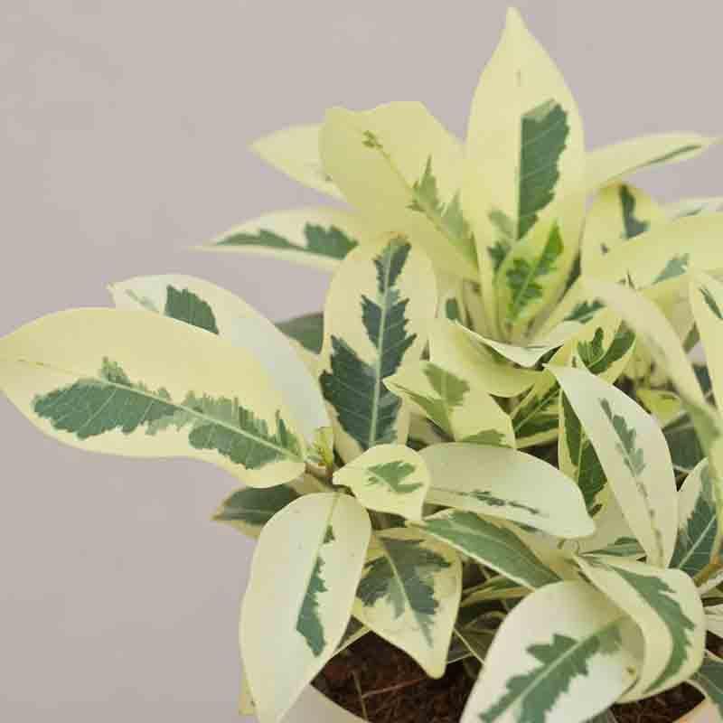 Buy Ugaoo Ficus Prestige Plant Live Plants from Vaaree