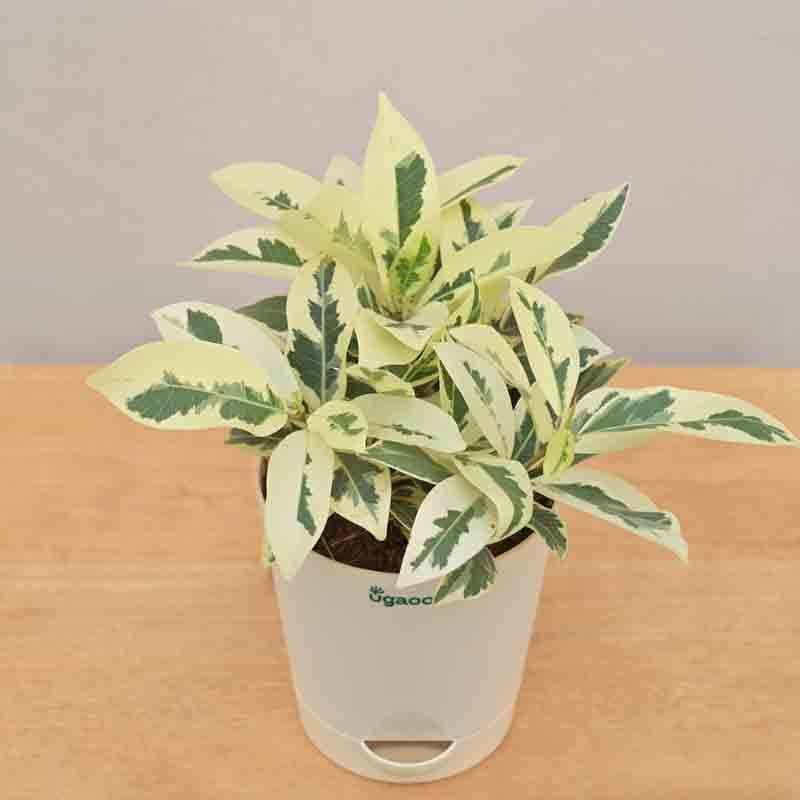 Buy Ugaoo Ficus Prestige Plant Live Plants from Vaaree