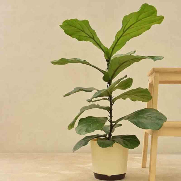 Buy Live Plants - Ugaoo Fiddle Leaf Fig Plant at Vaaree online