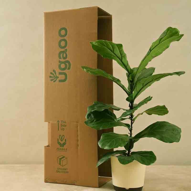 Buy Ugaoo Fiddle Leaf Fig Plant Live Plants from Vaaree