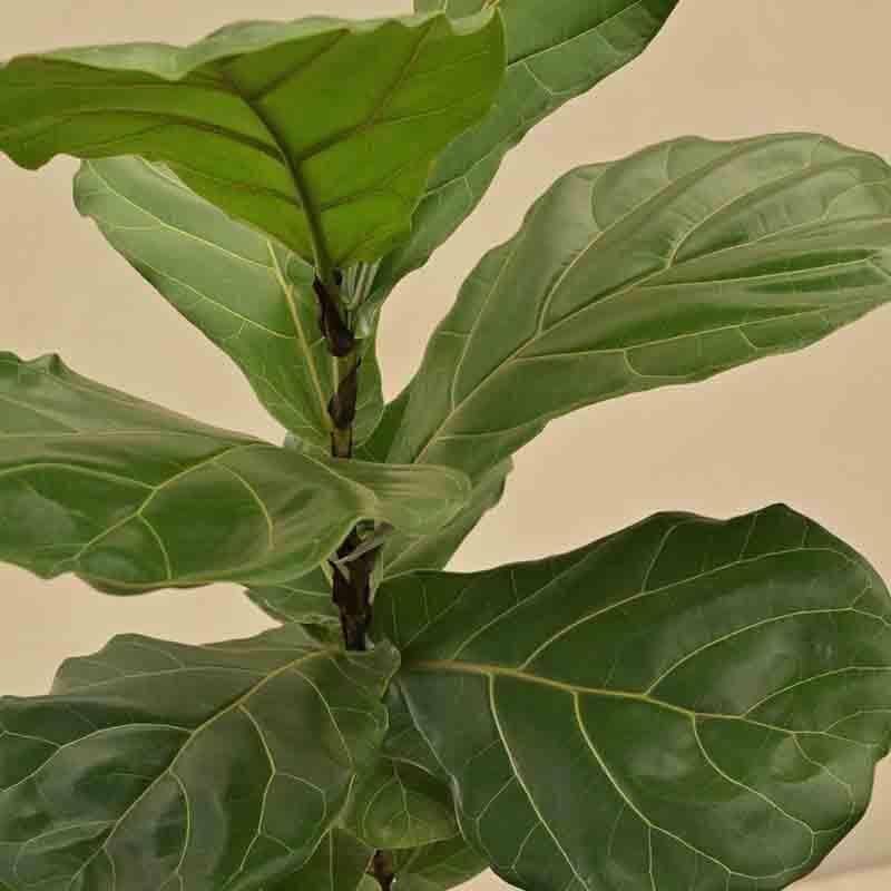 Buy Ugaoo Fiddle Leaf Fig Plant Live Plants from Vaaree