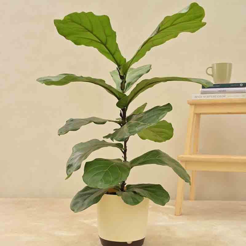 Buy Ugaoo Fiddle Leaf Fig Plant Live Plants from Vaaree