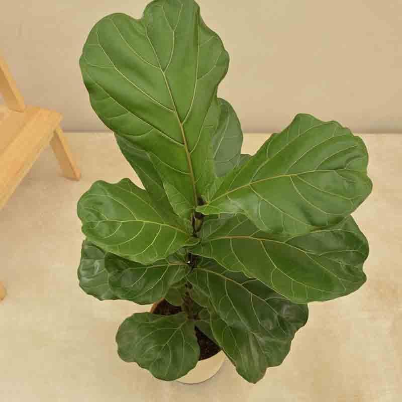 Buy Ugaoo Fiddle Leaf Fig Plant Live Plants from Vaaree