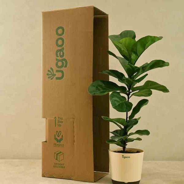 Buy Ugaoo Fiddle Leaf Fig Plant - Bambino (Large) Live Plants from Vaaree