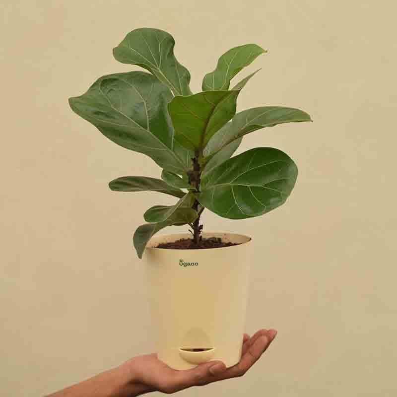 Buy Live Plants - Ugaoo Fiddle Leaf Fig Plant - Bambino (Medium) at Vaaree online