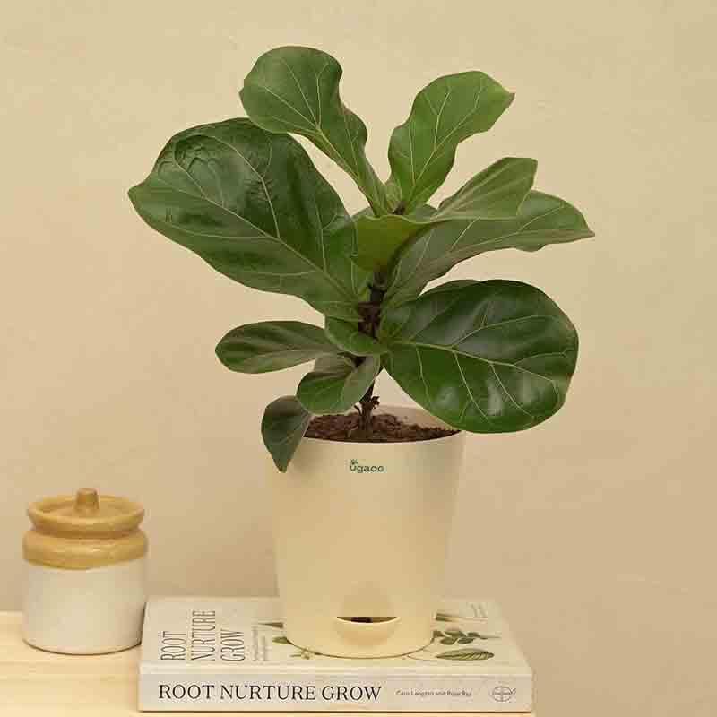 Buy Live Plants - Ugaoo Fiddle Leaf Fig Plant - Bambino (Medium) at Vaaree online