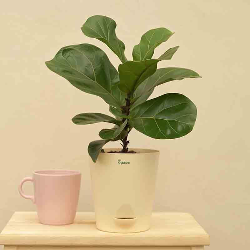 Buy Ugaoo Fiddle Leaf Fig Plant - Bambino (Medium) Live Plants from Vaaree