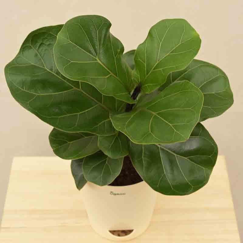 Buy Ugaoo Fiddle Leaf Fig Plant - Bambino (Medium) Live Plants from Vaaree