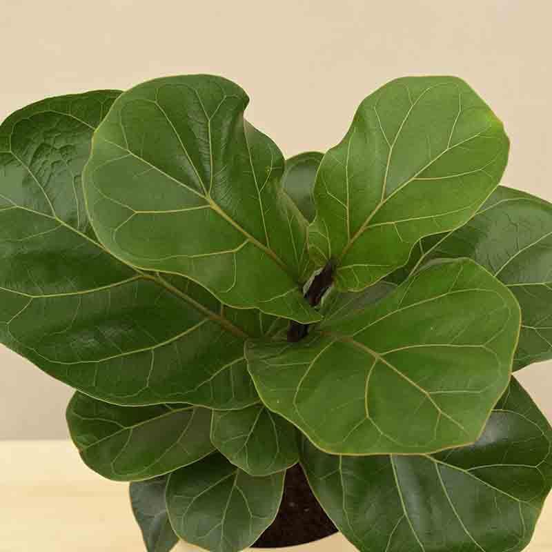 Buy Ugaoo Fiddle Leaf Fig Plant - Bambino (Medium) Live Plants from Vaaree