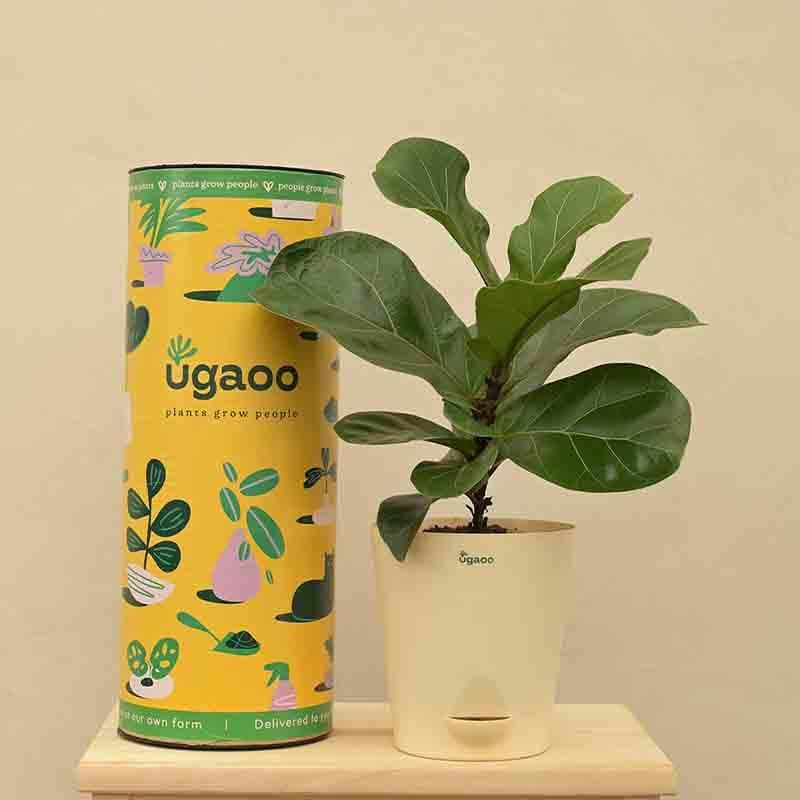 Buy Ugaoo Fiddle Leaf Fig Plant - Bambino (Medium) Live Plants from Vaaree