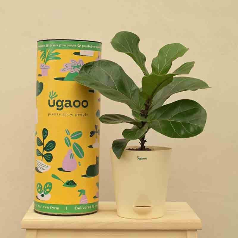 Buy Live Plants - Ugaoo Fiddle Leaf Fig Plant - Medium at Vaaree online