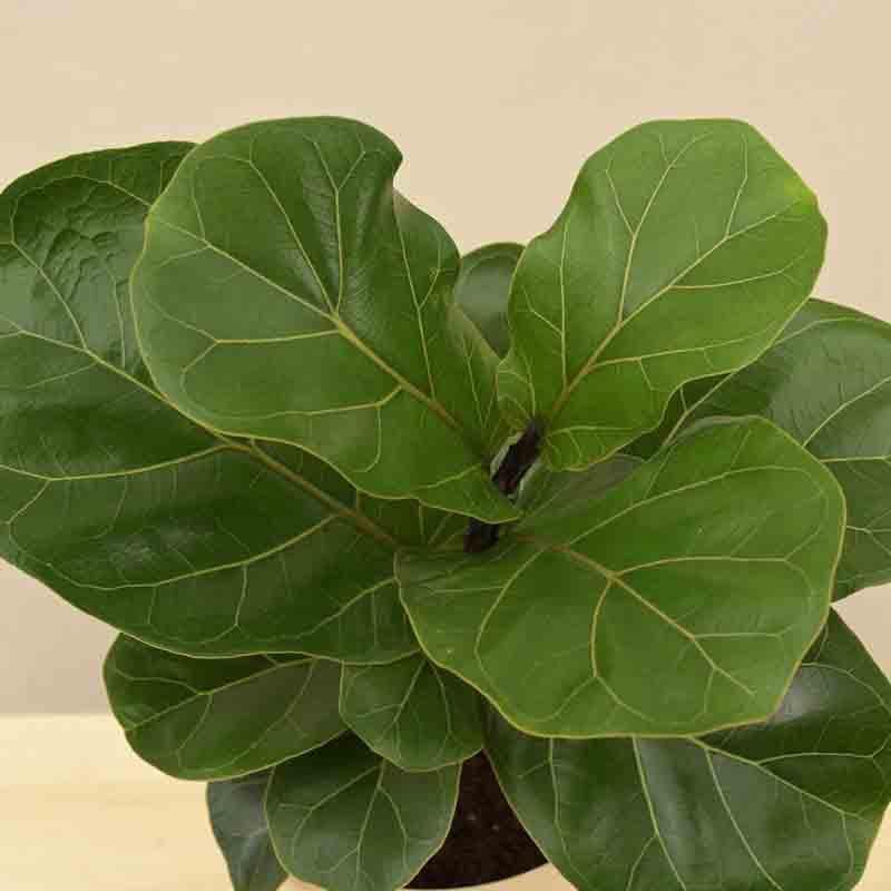 Buy Ugaoo Fiddle Leaf Fig Plant - Medium Live Plants from Vaaree