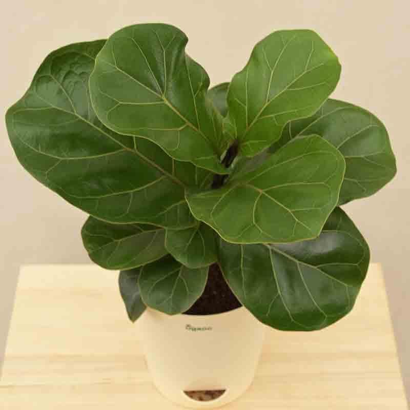 Buy Ugaoo Fiddle Leaf Fig Plant - Medium Live Plants from Vaaree