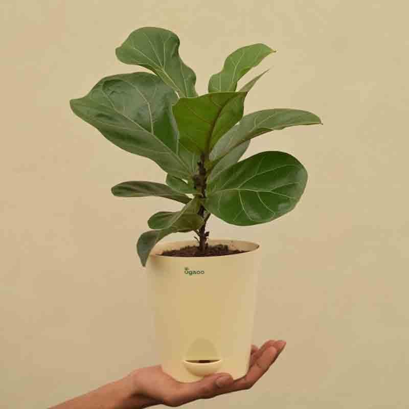 Buy Ugaoo Fiddle Leaf Fig Plant - Medium Live Plants from Vaaree