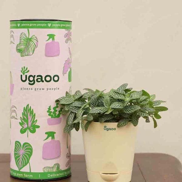 Buy Ugaoo Fittonia Green Plant (Nerve Plant) Live Plants from Vaaree