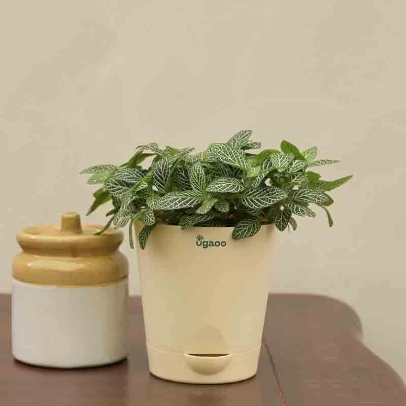 Buy Ugaoo Fittonia Green Plant (Nerve Plant) Live Plants from Vaaree