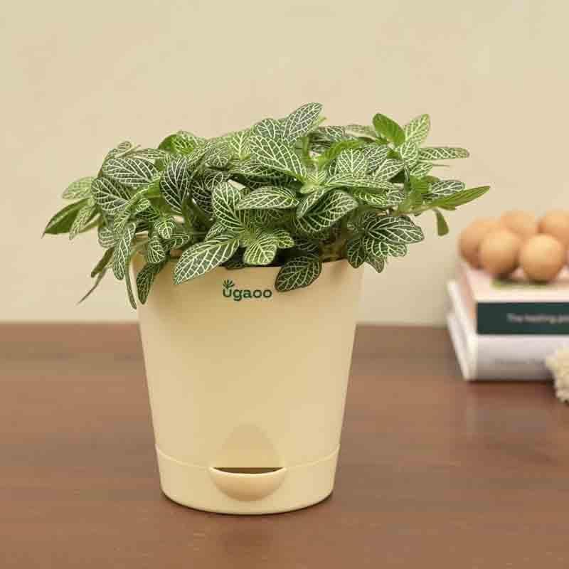 Buy Ugaoo Fittonia Green Plant (Nerve Plant) Live Plants from Vaaree