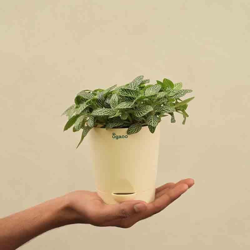 Buy Ugaoo Fittonia Green Plant (Nerve Plant) Live Plants from Vaaree