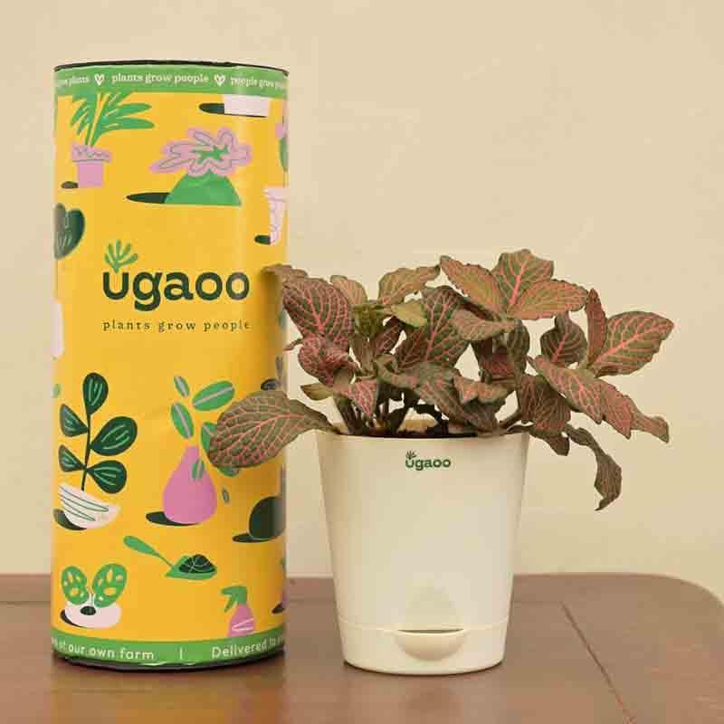 Buy Ugaoo Fittonia Pink Plant Live Plants from Vaaree