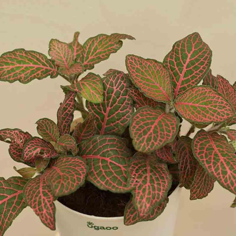 Buy Ugaoo Fittonia Pink Plant Live Plants from Vaaree