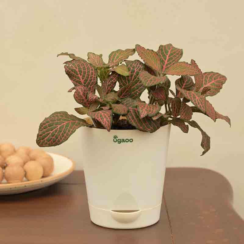 Buy Ugaoo Fittonia Pink Plant Live Plants from Vaaree