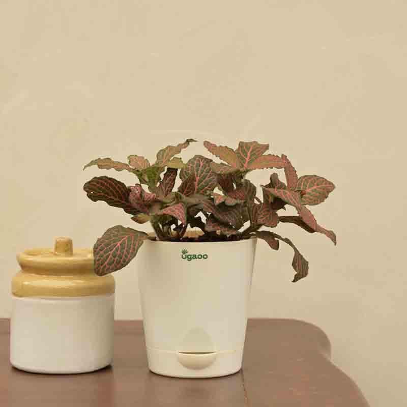 Buy Ugaoo Fittonia Pink Plant Live Plants from Vaaree